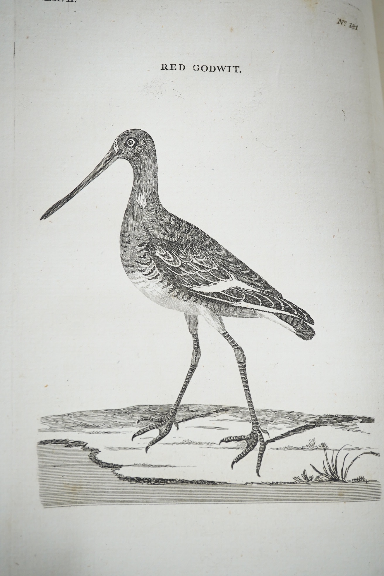 [Pennant, Thomas] - British Zoology ... 4 vols. engraved and printed titles, 267 plates (2 folded); contemp. gilt bordered mottled calf, gilt decorated and panelled spines, 4to. Warrington: printed by William Eyres for B